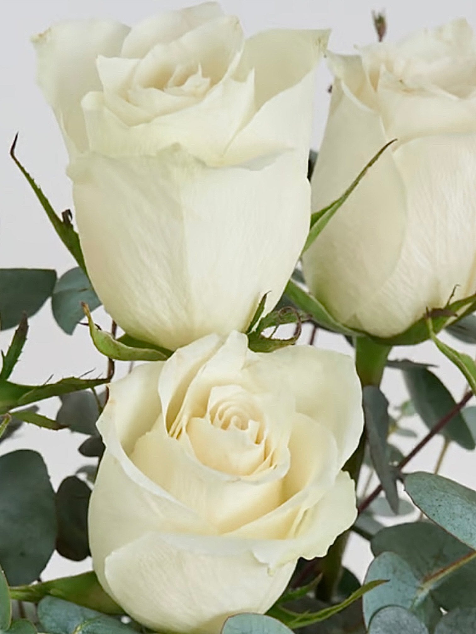 Beyaz Gül & Okaliptus Aranjmanı